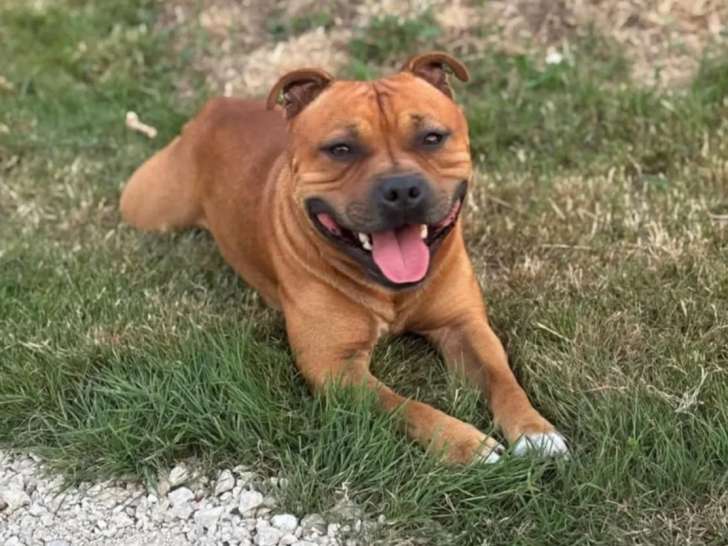 Mâle Staffie LOF pour saillie