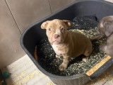 Chiots American Bully à vendre