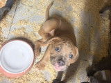 Chiots American Bully à vendre