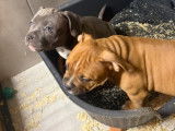 Chiots American Bully à vendre