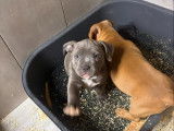 Chiots American Bully à vendre