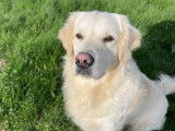 Mâle Golden Retriever disponible pour saillie