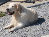 Mâle Golden Retriever disponible pour saillie