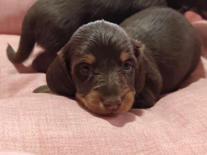 Pomchi (chihuahua x spitz nain)