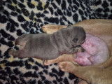 6 chiots Bouledogue Français à vendre