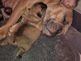 6 chiots Bouledogue Français à vendre