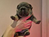 5 chiots Bouledogue Français à vendre