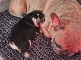 5 chiots Bouledogue Français à vendre