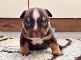 Chiots American Bully à vendre
