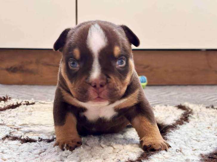 Chiots American Bully à vendre
