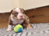 Chiots American Bully à vendre