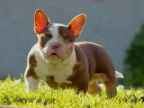 Chiots American Bully à vendre