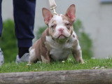 Chiots American Bully à vendre