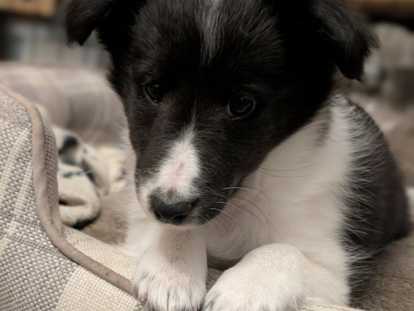 Chiot femelle Berger de Shetland bi-black à vendre