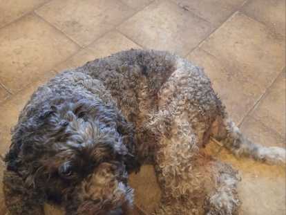 Chiots Lagotto Romagnolo à naître