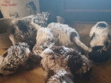 Chiots Lagotto Romagnolo