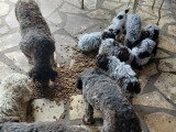 Chiots Lagotto Romagnolo