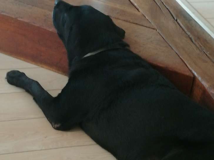 Donne gentille mamie Labrador