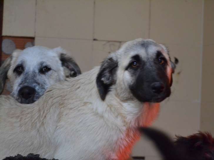 Erik et Erin, chiots Mastins Espagnols de 3 mois et demi à adopter en association