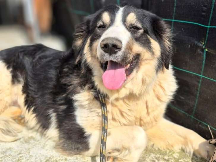 Paloma, jolie chienne de taille moyenne à adopter en association