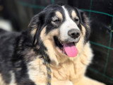 Paloma, jolie chienne de taille moyenne à adopter en association