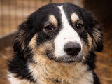 Paloma, jolie chienne de taille moyenne à adopter en association