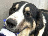 Paloma, jolie chienne de taille moyenne à adopter en association