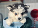 Chiot Pomsky mini aux yeux vairons à vendre