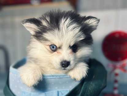 Chiot Pomsky mini aux yeux vairons à vendre