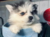 Chiot Pomsky mini aux yeux vairons à vendre