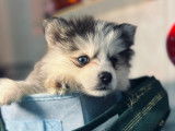 Chiot Pomsky mini aux yeux vairons à vendre
