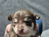 Chiots de type Chihuahua à vendre (3 femelles & 2 mâles)