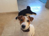 Femelle Parson Russell Terrier disponible pour saillie