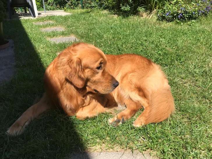 Pep's, mâle Golden Retriever disponible pour saillie