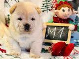 3 chiots Chow Chow LOF nés en décembre 2025 à vendre