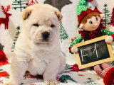 3 chiots Chow Chow LOF nés en décembre 2025 à vendre