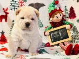 3 chiots Chow Chow LOF nés en décembre 2025 à vendre