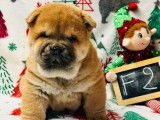 3 chiots Chow Chow LOF nés en décembre 2025 à vendre