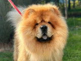 3 chiots Chow Chow LOF nés en décembre 2025 à vendre