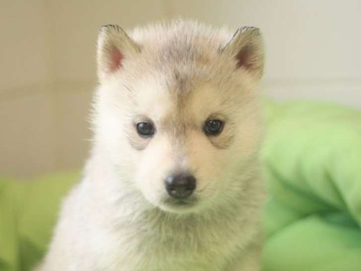 À réserver, 1 chiot femelle Husky de Sibérie LOF née en décembre 2025