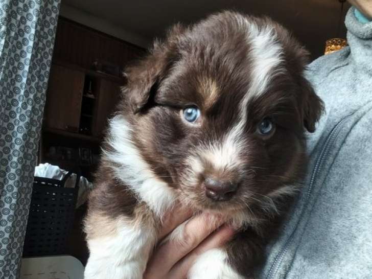 3 chiots Bergers Australiens LOF nés en décembre 2025 à réserver