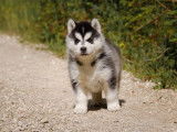 Portée de 5 chiots Huskies de Sibérie LOF à réserver