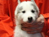 7 chiots Husky de Sibérie LOF à vendre