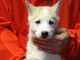 7 chiots Husky de Sibérie LOF à vendre