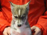 7 chiots Husky de Sibérie LOF à vendre