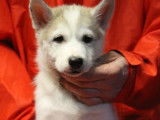 7 chiots Husky de Sibérie LOF à vendre