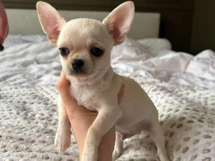 Chiots Chihuahua LOF à vendre