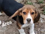 Chiots Beagle LOF à vendre