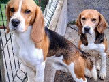 Chiots Beagle LOF à vendre