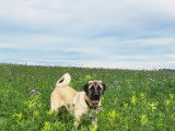 Chiot de race Kangal femelle à donner